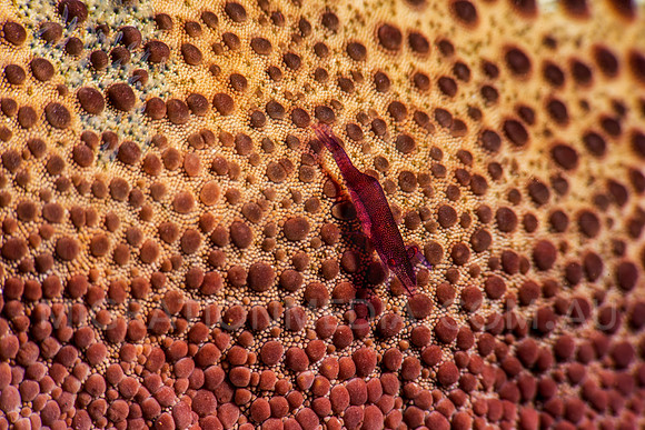 Red Coral Shrimp