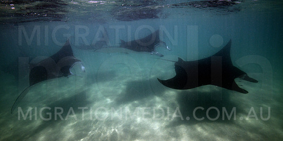 Manta Ray Crazy Frenzy
