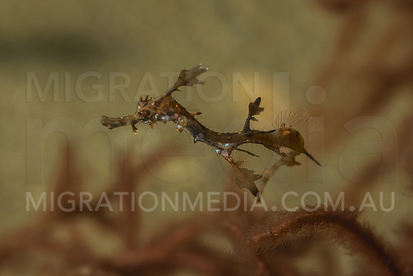Juvenile Weedy Sea Dragon Turning