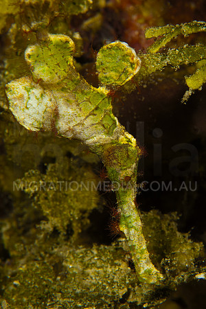 Halimeda Ghost Pipefish