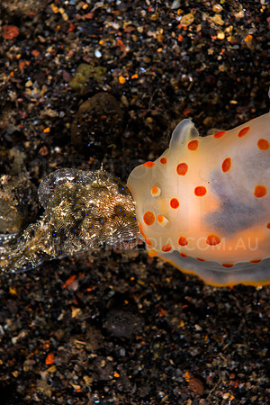 Sea Hare Eaten by Nudibranch (6)