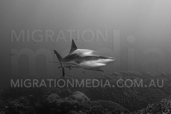 Grey Reef Shark Looking B&W