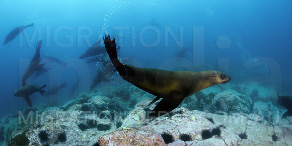 Australian Fur Seal Curious