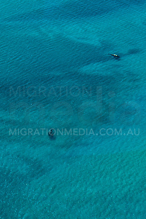 Humpback Whales with Calves