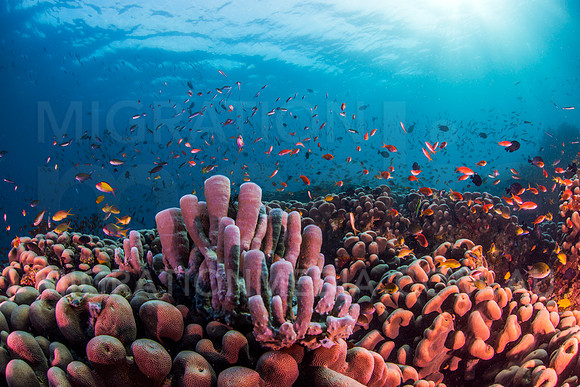 Beuatiful Diverse Coral Reef Scene