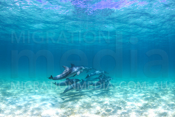 Bottlenose Dolphins Underwater (1)