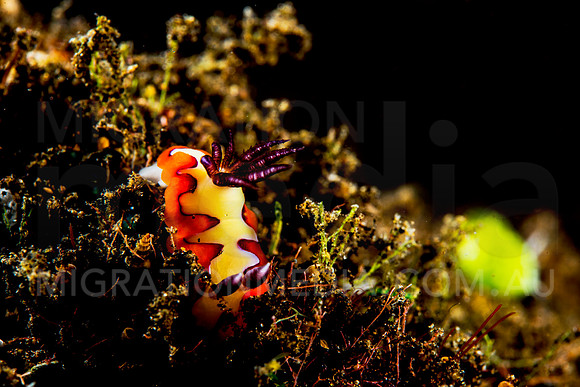 Red Chromodoris Nudibranch