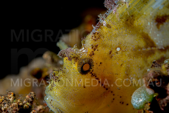 Back-lit Leaf Scorpionfish