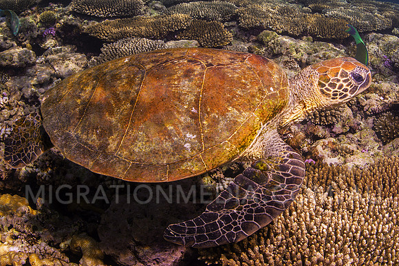 Green Turtle on Top of Reef