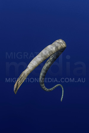 Sea Snake Swimming DOwn