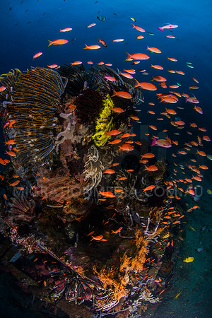Anthias and Corals Artificial Reef