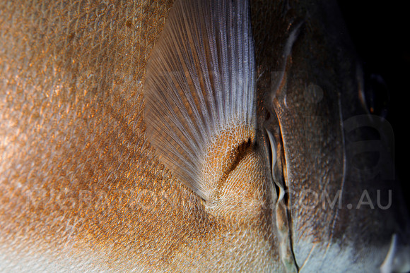 Sweetlips