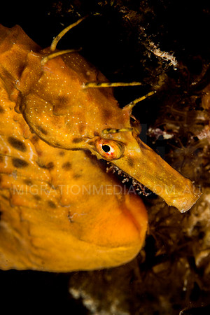 Potbelly Seahorse from Above
