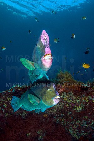 Bumphead Parrotfish Pair