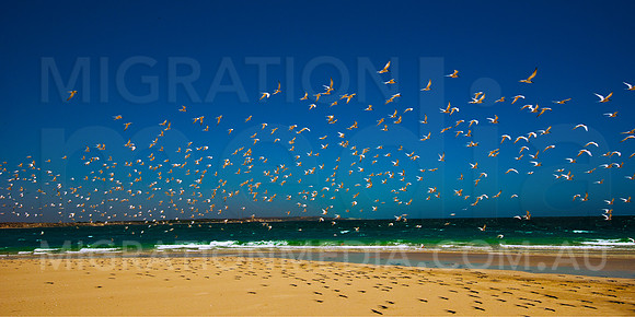 Caspian Terns