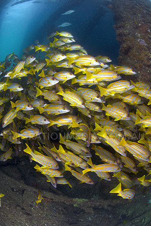 Snapper Schooling