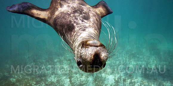 Australian Sea Lion Upside-down