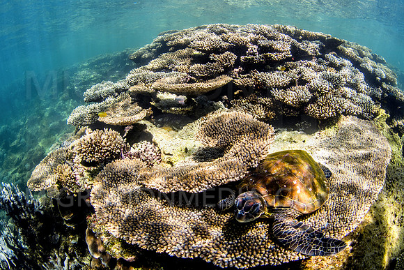 Coral Reef Scene with Green Turtle Resting