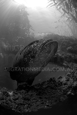 Queensland Groper Scene B&W