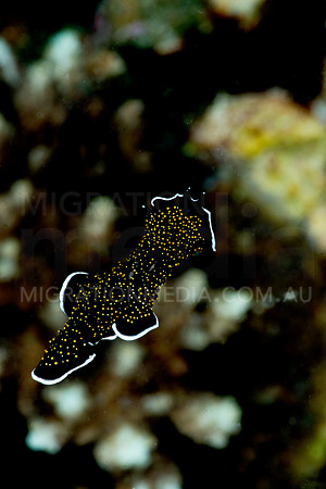 Black Flatworm