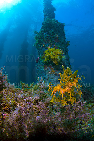 Leafy Sea Dragon Jetty Scene