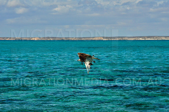 Osprey over Ocean with Fish