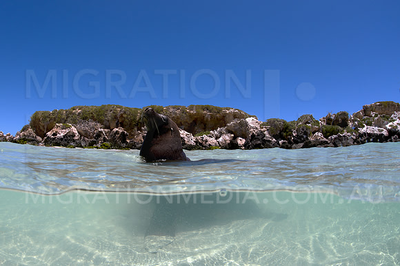 Australian Sea Lion in Shallows