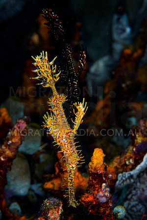 Yellow Red & Black Ornate Ghost Pipefish
