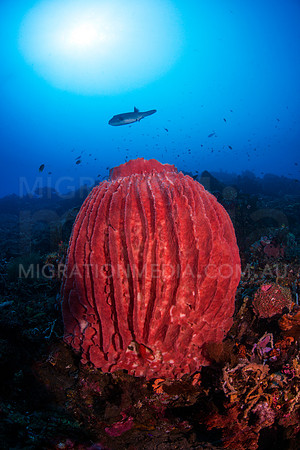 Large Brrel Sponge and Pufferfish