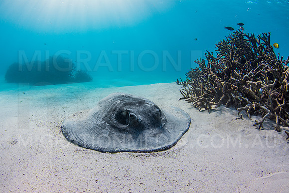 Rough-back Stingray