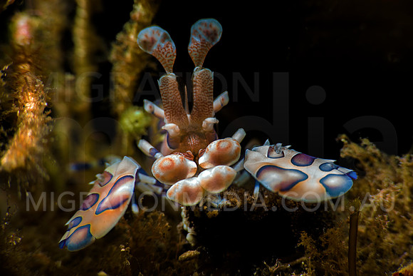 Harlequinn Shrimp Close-Up