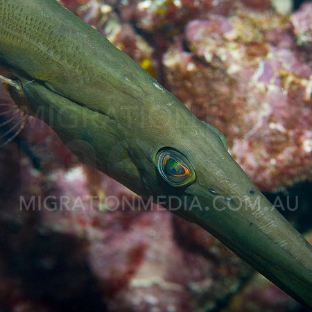 Trumpetfish