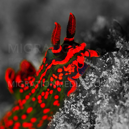 Bright Red Nudi Pop