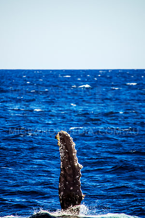 Humpback Whale Pectoral Fin