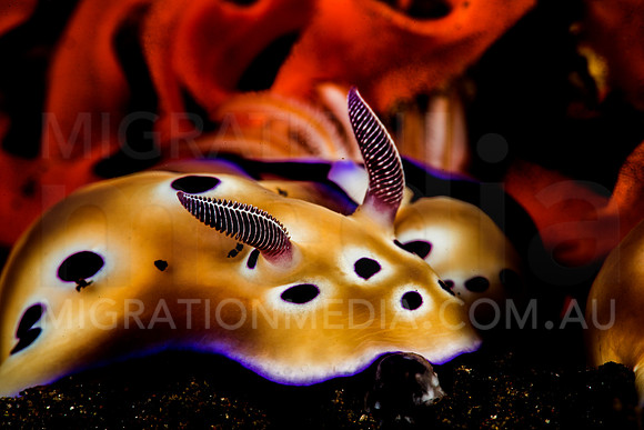 Chromodoris Nudibranchs Laying Eggs (3)