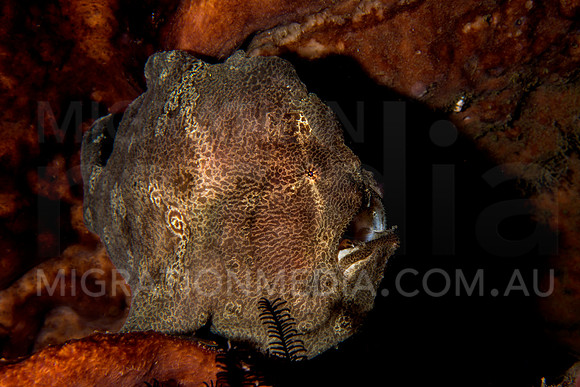 Giant Frogfish