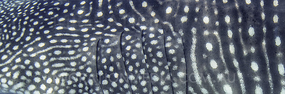 Whaleshark Spot Pattern