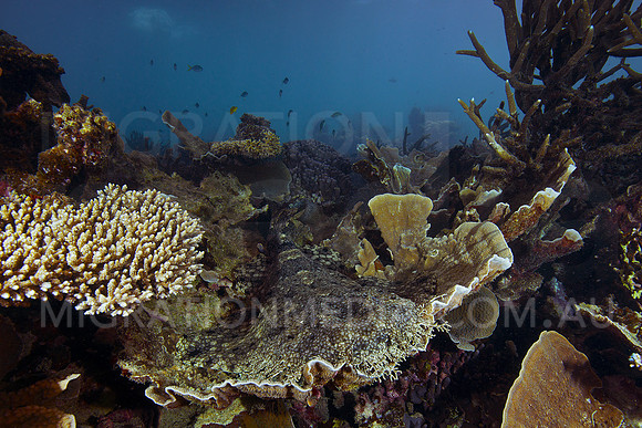 Wobbegong on Coral