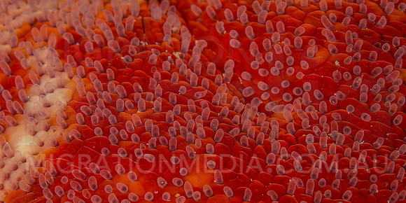 Starfish Texture