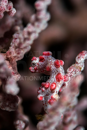 Bargibanti Pygmy Seahorse Close-Up