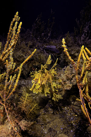 Leafy Sea Dragon with Sponges