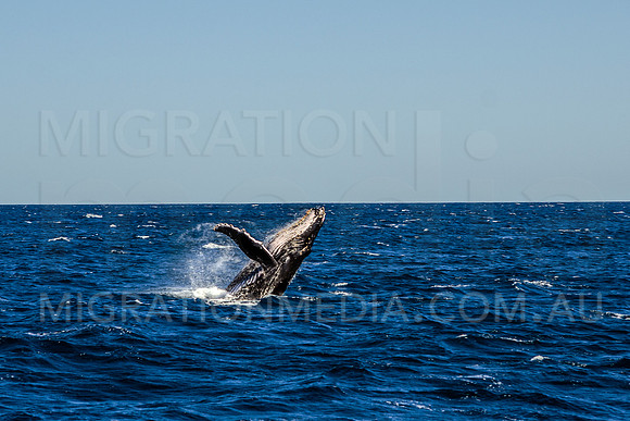 Juvenile Humpback Whale Breach