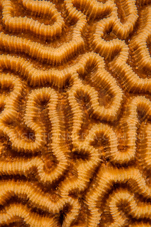 Coral Maze Pattern