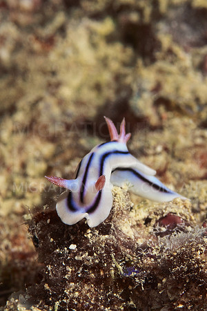 Chromodoris Lochi Nudibranch