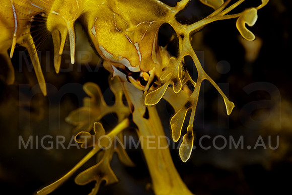 Leafy Sea Dragon Hiding