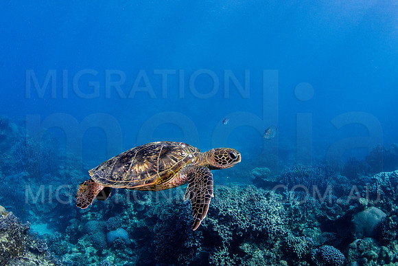 Beautiful Green Turtle