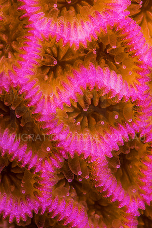 Pink Honeycomb Close-Up