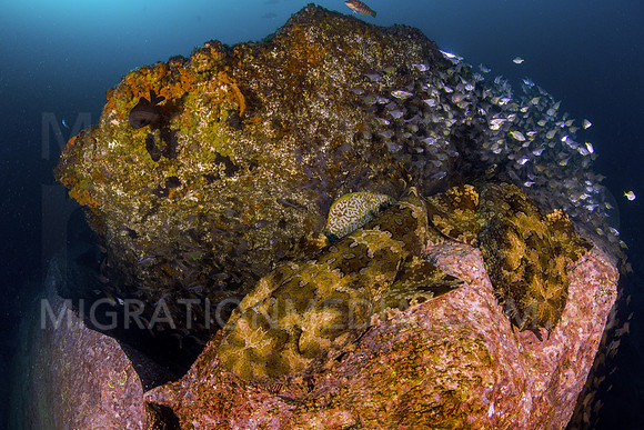 Wobbegong Sharks