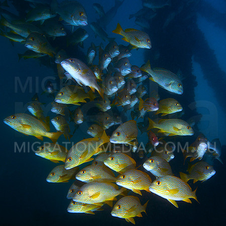 Sweetlips Bright
