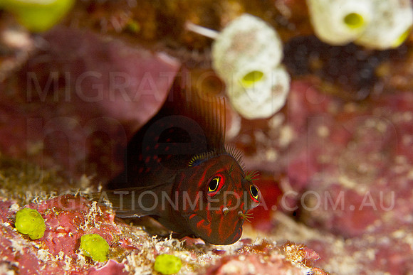 Blenny on Coral